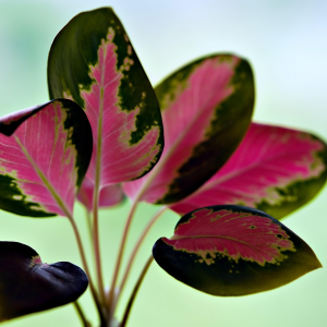 Aglaonema commutatum ‚Crimson Love‘ Araceae