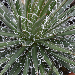 Agave toumeyana Asparagaceae
