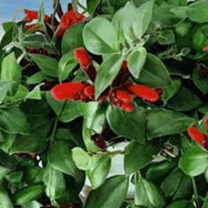 Aeschinanthus lobbianus Gesneriaceae