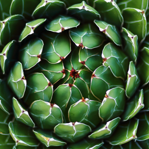 Agave victoria-reginae Asparagaceae