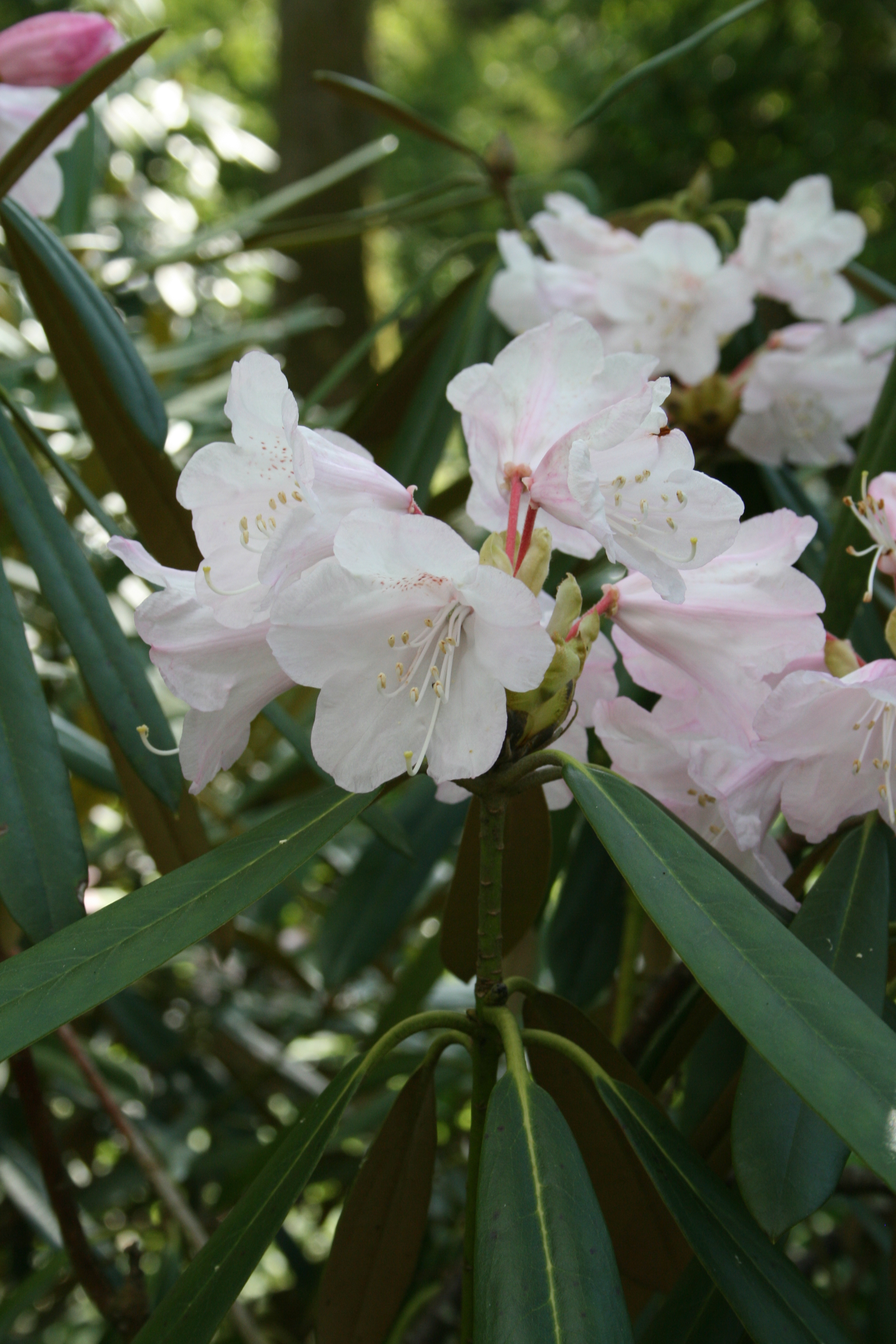 Rhododendron