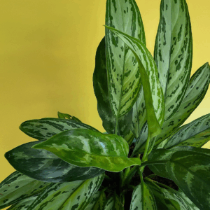 Aglaonema commutatum Araceae