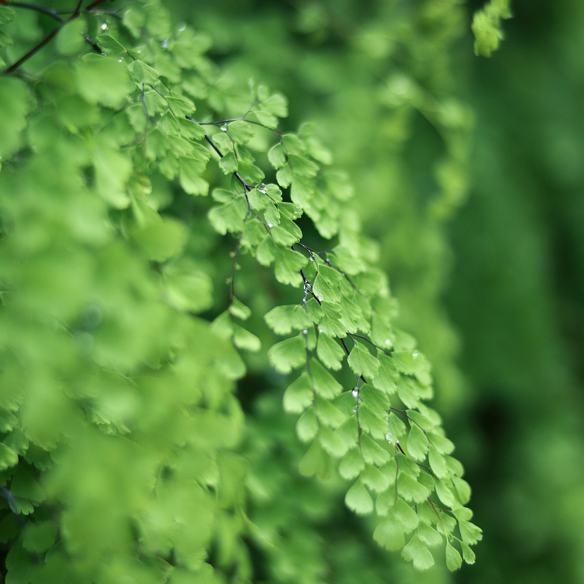 Adiantum tenerum Pteridaceae