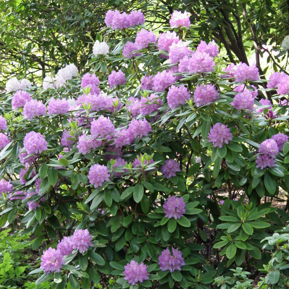 Rhododendron
