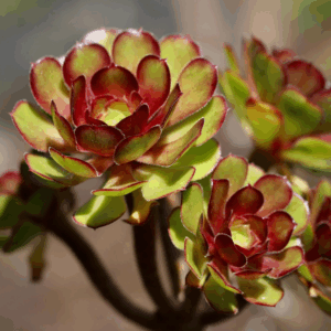 Aeonium arboreum Crassulaceae