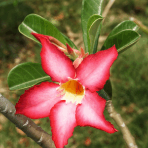 Adenium obesum Apocynaceae