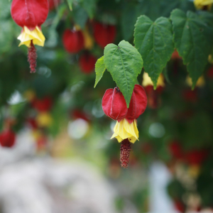 Abutilon megapotamicum Malvaceae
