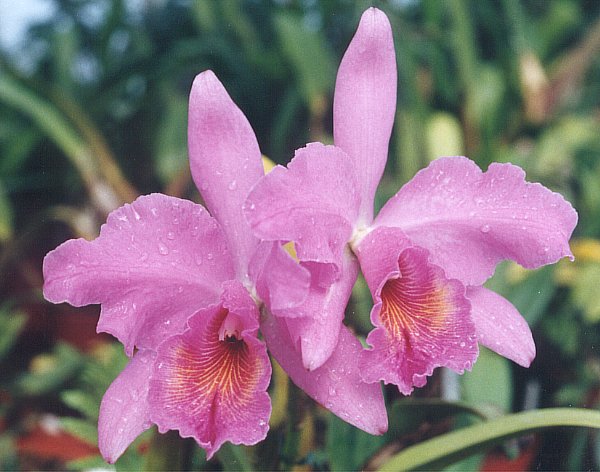 Orchideen