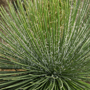 Agave stricta Agavaceae