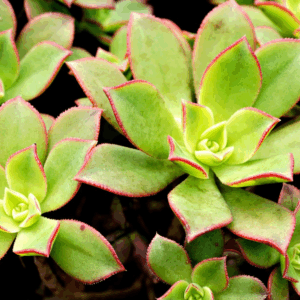 Aeonium haworthii Crassulaceae