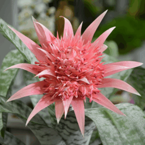 Aechmea fasciata Bromeliaceae
